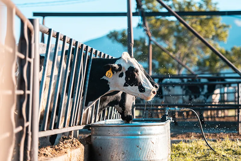 Livestock